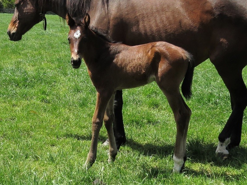 067 Dolphin Bliss x Warhorse (NZ) bf 14-10 6d